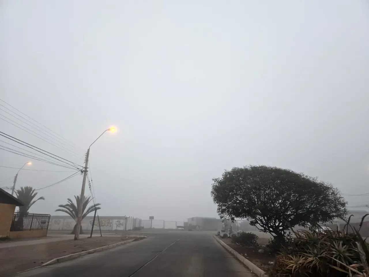 Neblina