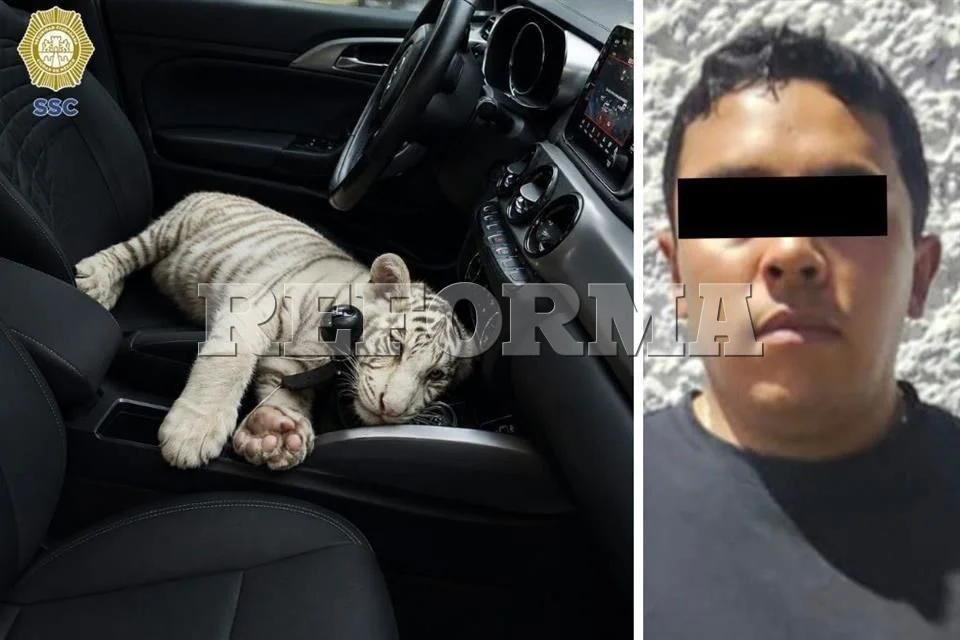 Arrestan a chofer con cachorro de tigre en Iztapalapa
